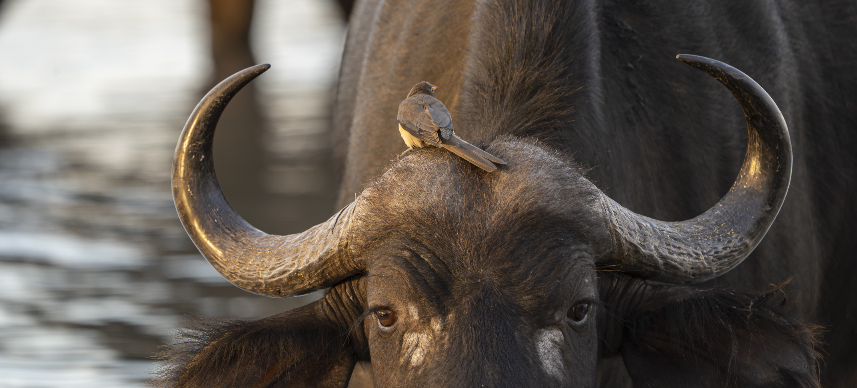 Safari image 6
