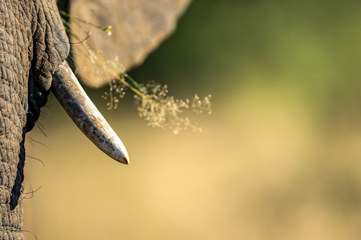 Photographic Safaris