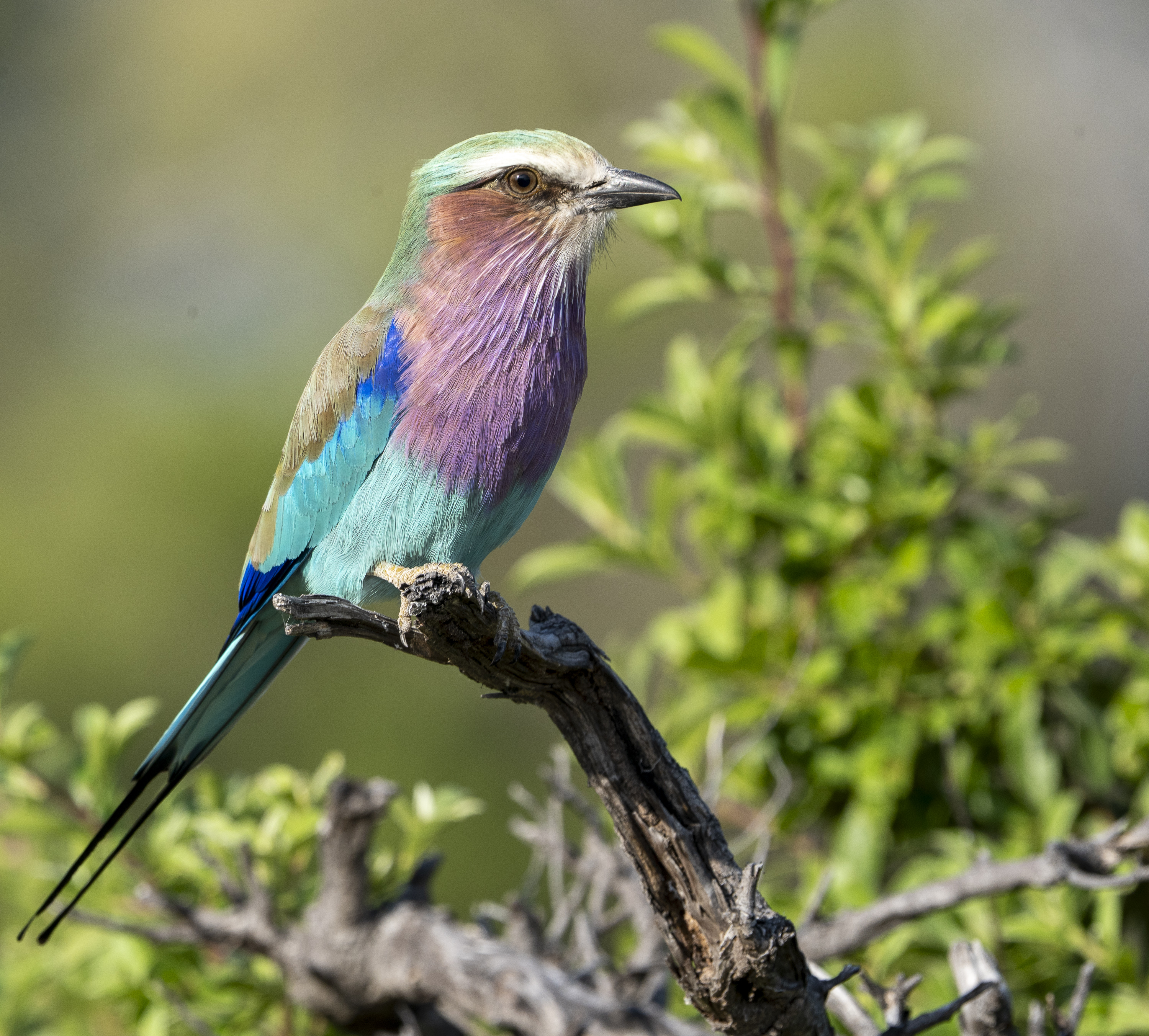 Bird 1