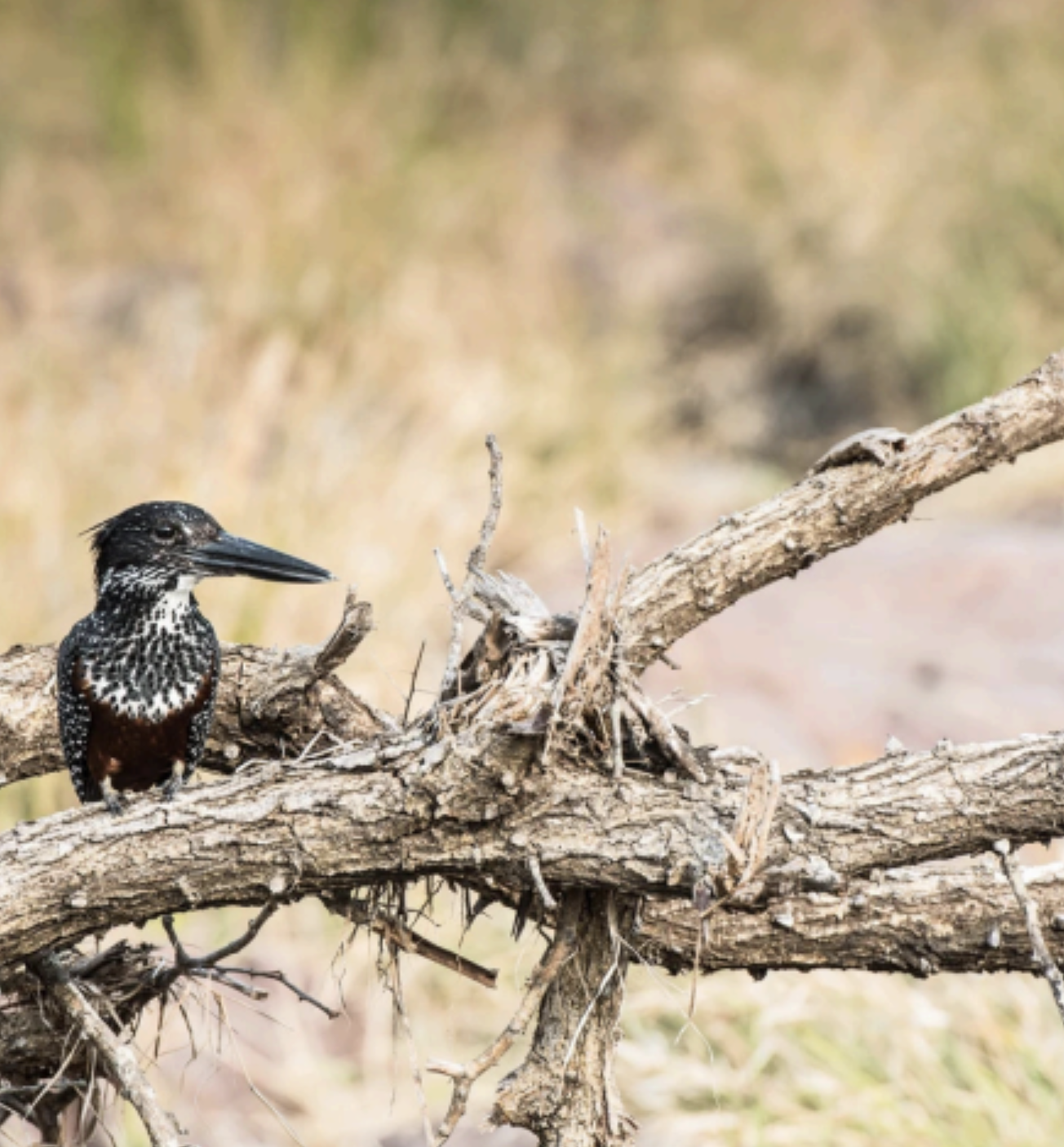 Bird 2