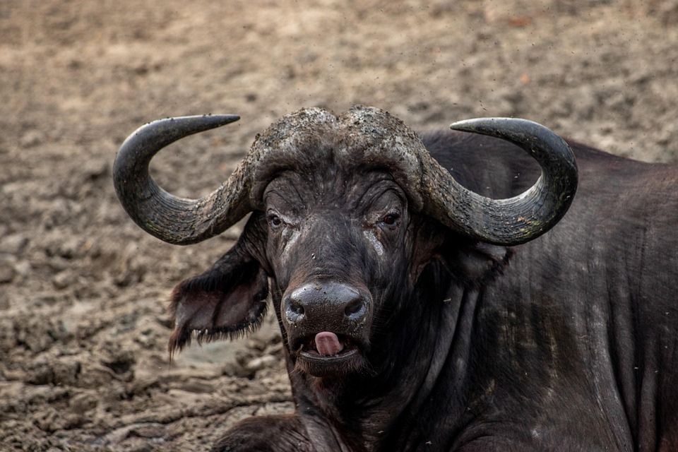 Animal 4