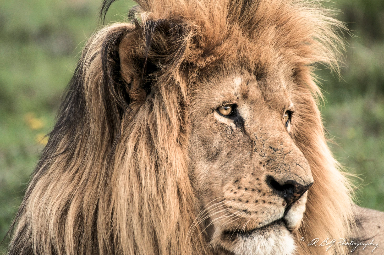 Animal 1