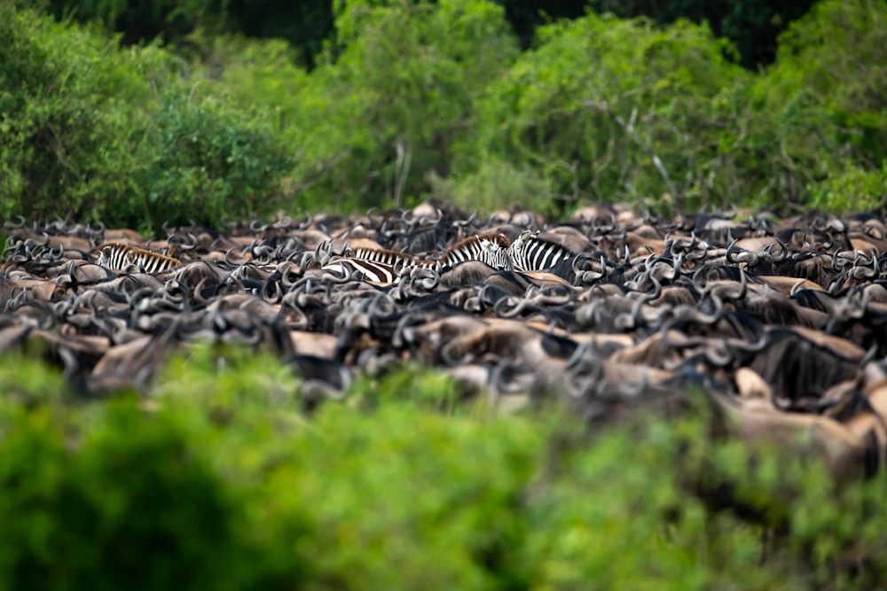 Migration 2